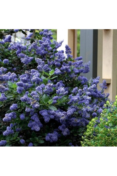 Цеанотус блю Маунд  на тлі сонячного саду.